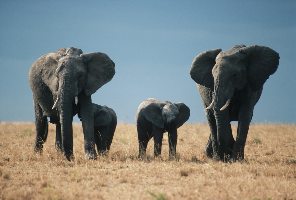 Wildlife to Expect on a Kenya Fly-In Safari with Mombasa Air Safari